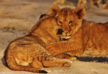 Obraz na płótnie Canvas Lions Cubs hugging