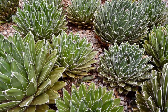 Agave Plant Garden Green Desert