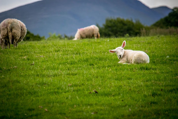 Fototapeta premium animal