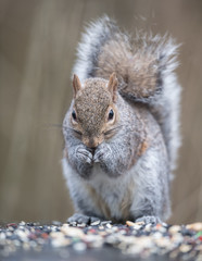 Obraz premium Gray Squirrel 