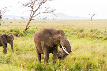 Fototapeta na wymiar African elephants (Loxodonta africana)