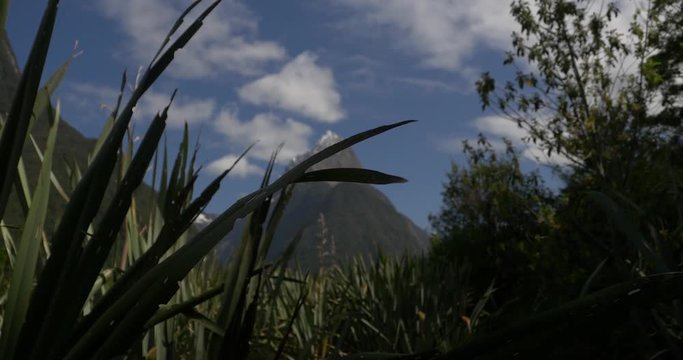 New Zealand Milford Sound Mountain Plants Foliage