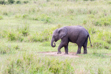 African elephants (Loxodonta africana)