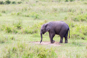 African elephants (Loxodonta africana)