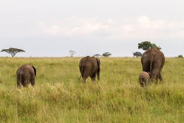 Naklejka na ściany i meble African elephants (Loxodonta africana)
