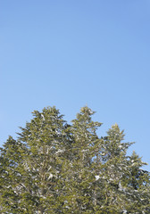 冬　木　空　素材