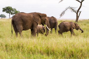 Naklejka na ściany i meble African elephants (Loxodonta africana)