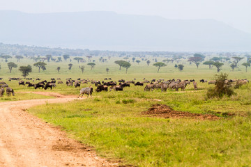 Obraz na płótnie Canvas Field with zebras and blue wildebeest