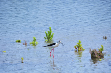 The sea bird