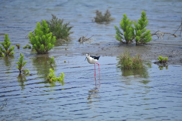 The sea bird