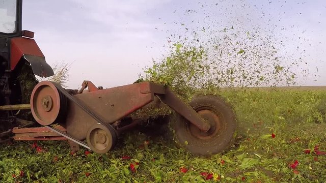 Land cultivation of pepper field. Dolly gimbal footage.