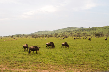 Field with zebras and blue wildebeest