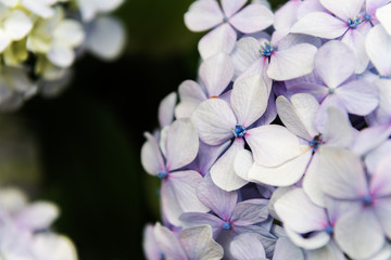 Fototapeta na wymiar Hydrangea Flowers in the Garden