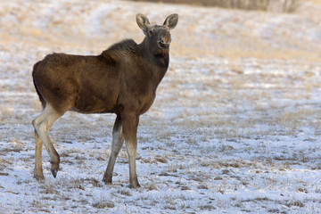 Prairie Moose Saskatchewan