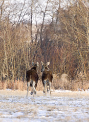 Prairie Moose Saskatchewan