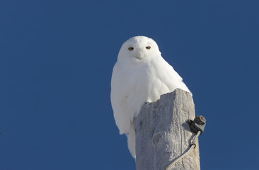 Snowy Owl on Pole