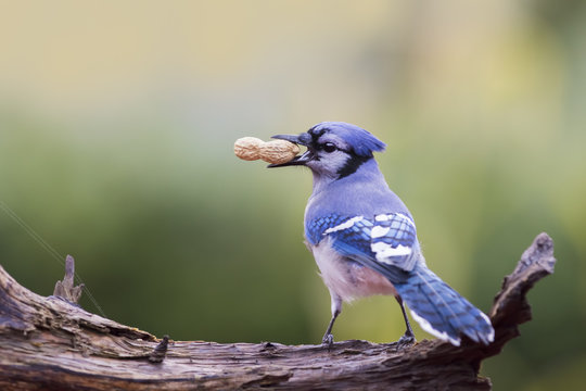 blue jay in autumn