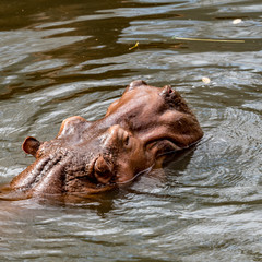 Fototapeta na wymiar Head of hippo