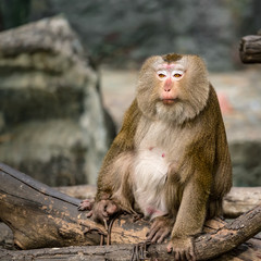 Pig-tailed macaque