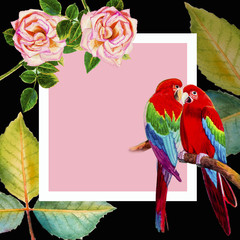 Painting watercolor illustration, postcard loves flower of Macaw bird, roses.