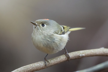 Ruby Crowned Kinglet front profile on a branch in winter in North Carolina