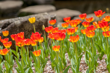 チューリップ