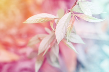 soft focus  green leaves with pastel color filter effect abstract  spring,summer nature background