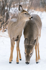 Obraz premium Mom and baby white tail deer
