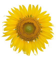sunflower isolated on white background. clipping path
