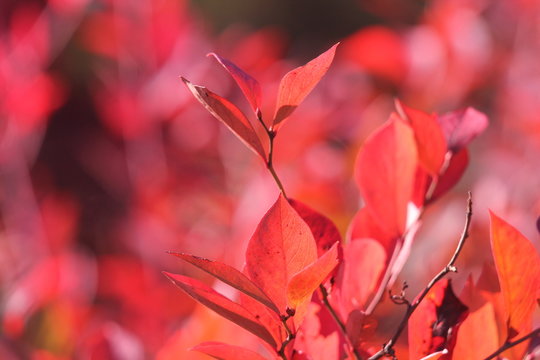 落葉低木果樹 Images Browse 12 Stock Photos Vectors And Video Adobe Stock 落葉低木果樹 Images Browse 12 Stock Photos Vectors And Video Adobe Stock