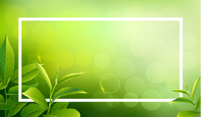 Green tea leaves vector nature background.