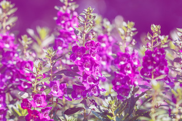 Close up soft focus flowers on a toned color beautiful style background. Light air delicate artistic image. Amazing view of colorful flowers.