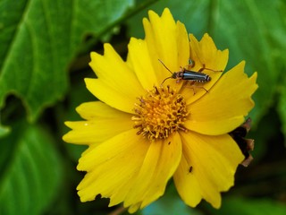 yellow daisy insect