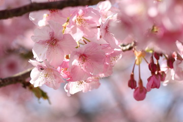 Obraz premium 河津桜