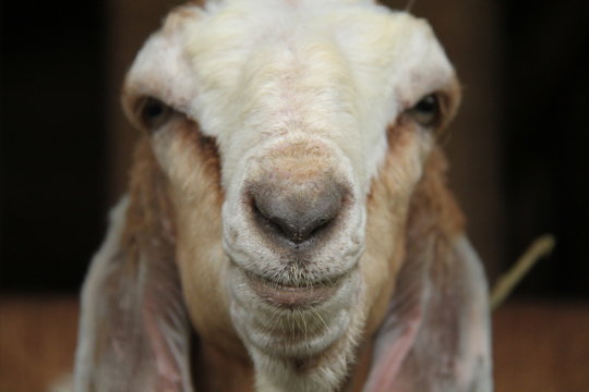photos of goats up close