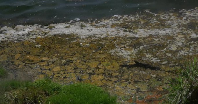 New Zealand Geothermal Lake Scum