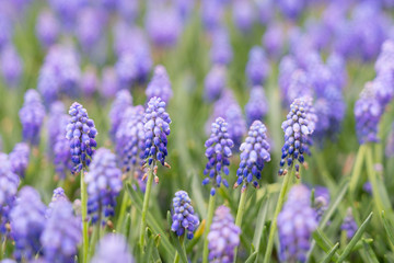 Naklejka premium Grape hyacinth Muscari armeniacum flowering in early spring. Macro of blue Muscari flower meadow. Many muscari blue grape hyacinth flowers in green garden