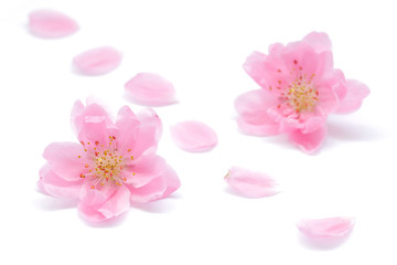 Japanese peach flower and petals on white background