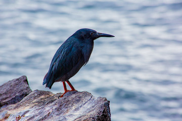 Lava Heron