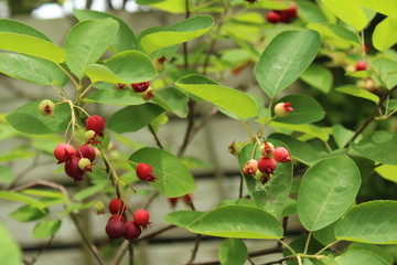 ジューンベリー