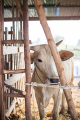 Cows stand in the stable of farm.
