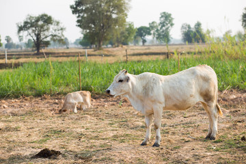 Cows stand in the fieldåç of farm.