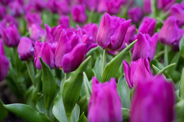 Tulip background, Purple flower tulip lit by sunlight, Soft selective focus, Tulip