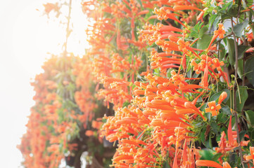 Orange flowers with daylight.