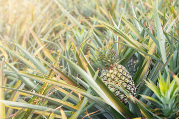 Pineapple with sunshine.