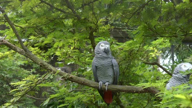 wide shot of two african grey parrots at bali bird park on the island of bali, indonesia