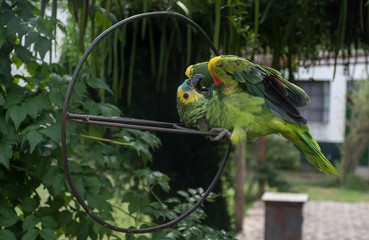 Loro, cotorra o guacamayo limpiando sus alas