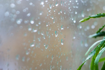 house plants and raindrops on the window glass