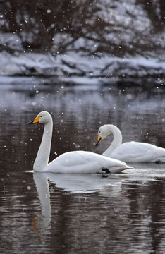 冬の川の二羽の白鳥