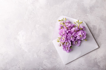 Lilac matthiola flowers